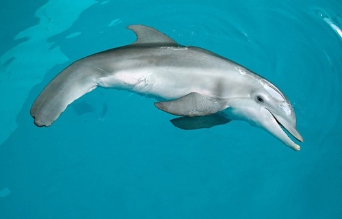 Dolphin Tale