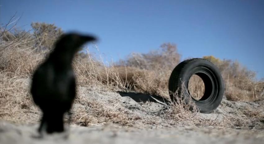 Tire bird